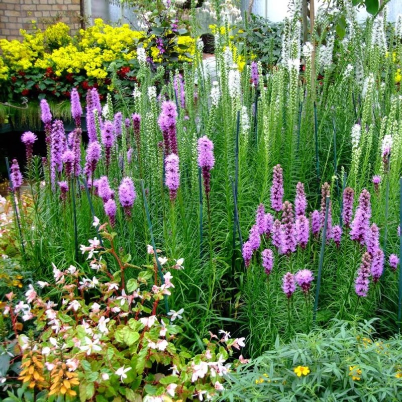 Liatra kłosowa, różowo-fioletowa (Liatris spicata) nasiona 0,2g (3).jpg