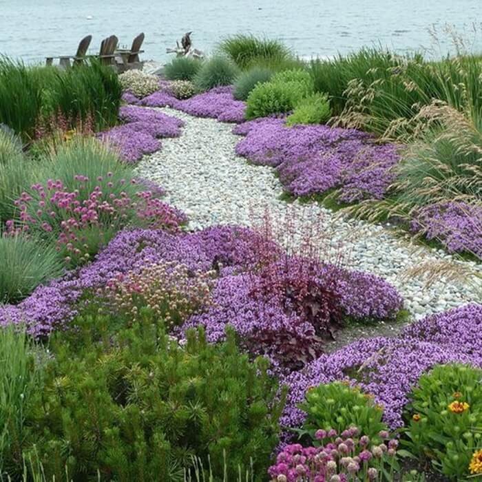 Macierzanka Piaskowa lilaróżowa nasiona 0,1g (2).jpg