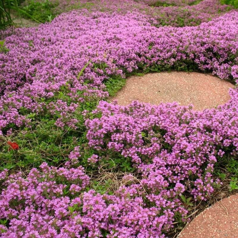 Macierzanka Piaskowa lilaróżowa nasiona 0,1g (3).jpg