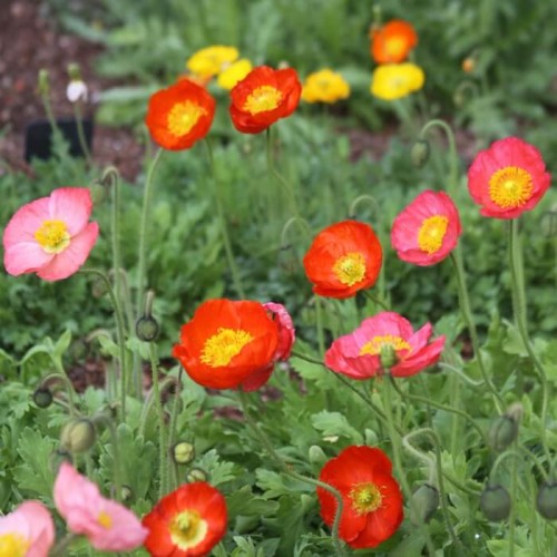 Mak syberyjski mieszanka nasiona 0,3g