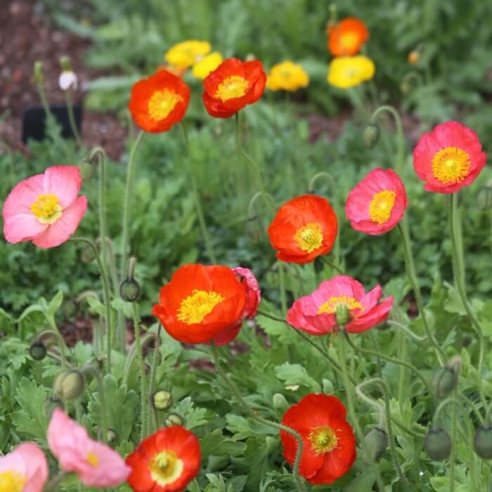 Mak syberyjski, mieszanka (Papaver nudicaule) nasiona 0,3 g (1).jpg