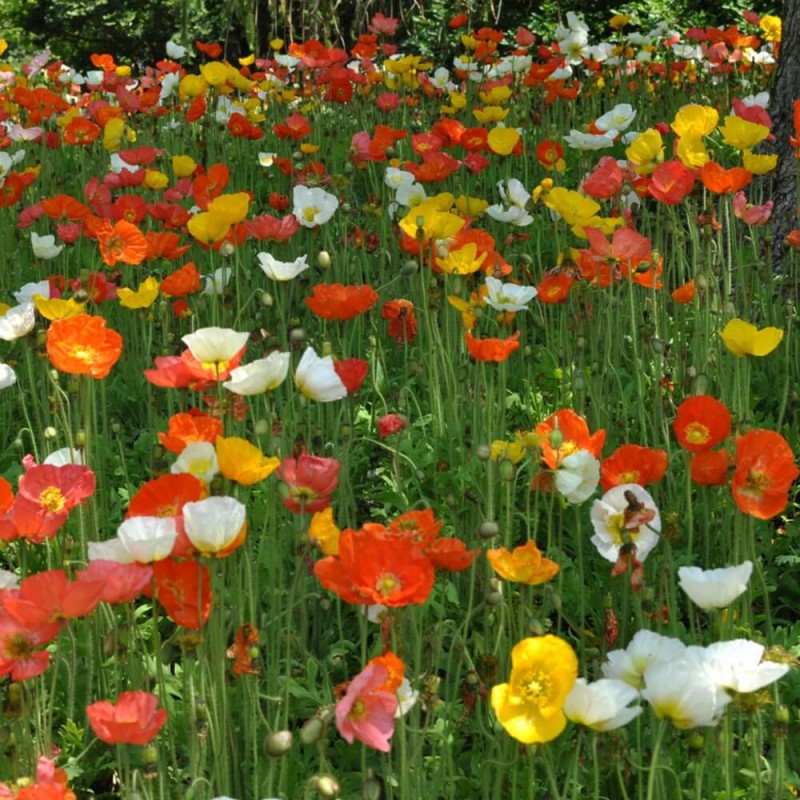 Mak syberyjski, mieszanka (Papaver nudicaule) nasiona 0,3 g (2).jpg
