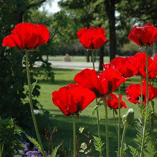 Mak wschodni Allegro (Papaver orientale) nasiona 0,2g.jpg