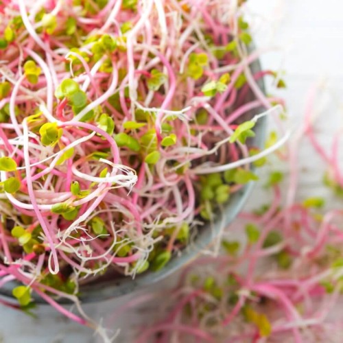 BIO Rzodkiewka - nasiona na kiełki ekologiczne 20g