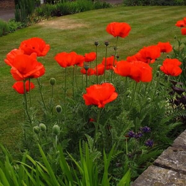 Mak wschodni Beauty Of Liwer (Papaver orientale) nasiona (1).jpg
