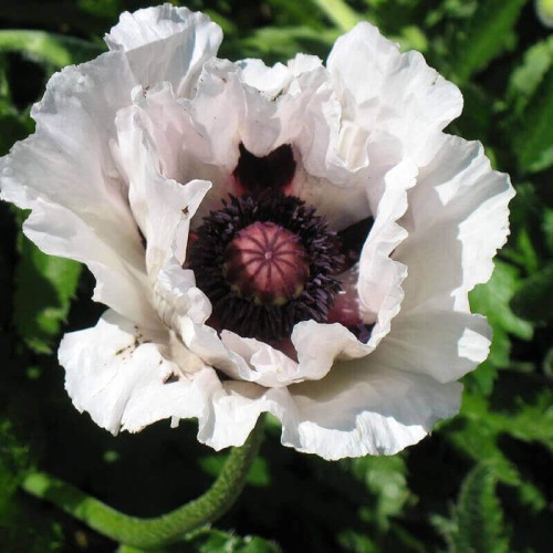 Mak wschodni biały ROYAL WEDDING 0,2g nasiona LUX