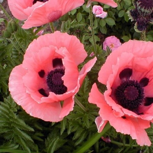 Mak wschodni Princess Victoria Louise 0,2g nasiona LUX