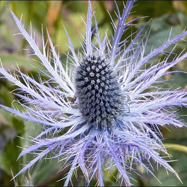 Mikołajek alpejski nasiona 0,3g (1).jpg