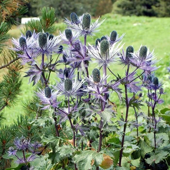 Mikołajek alpejski nasiona 0,3g (2).jpg