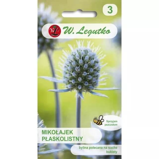 Mikołajek płaskolistny (Eryngium planum) nasiona 0,3g (1).jpg