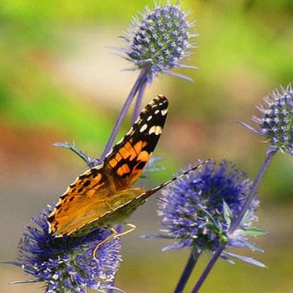 Mikołajek płaskolistny (Eryngium planum) nasiona 0,3g (2).jpg