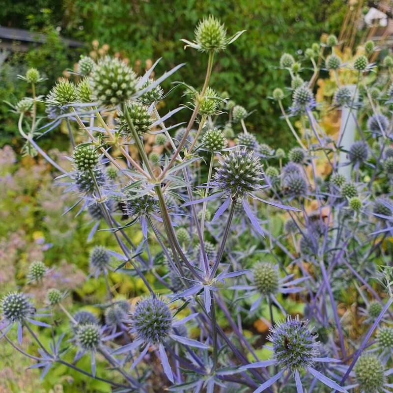 Mikołajek płaskolistny (Eryngium planum) nasiona 0,3g (3).jpg