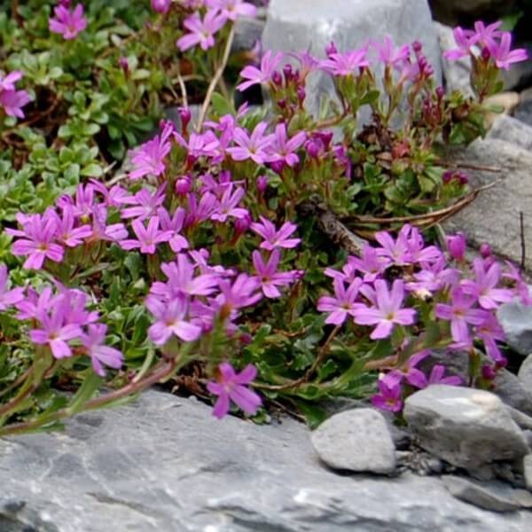 Mydlnica bazyliowata różowa (Saponaria ocymoides) nasiona 0,5g  (1).jpg