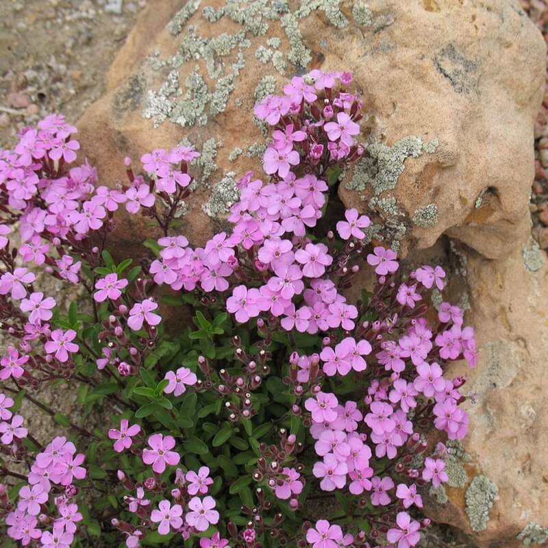 Mydlnica bazyliowata różowa (Saponaria ocymoides) nasiona 0,5g  (2).jpg