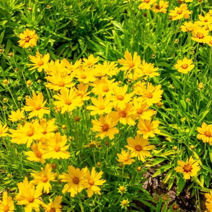 Nachyłek wielkokwiatowy 0,5g Nasiona (2).jpg