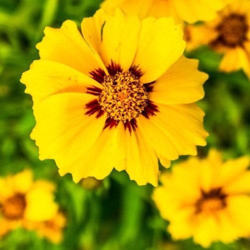 Nachyłek wielkokwiatowy 0,5g nasiona