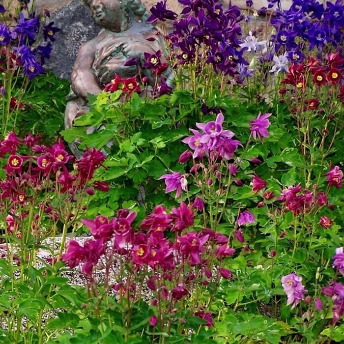 Orlik mieszańcowy Mc Kana's mieszanka nasiona 0,5 g  (2).jpg