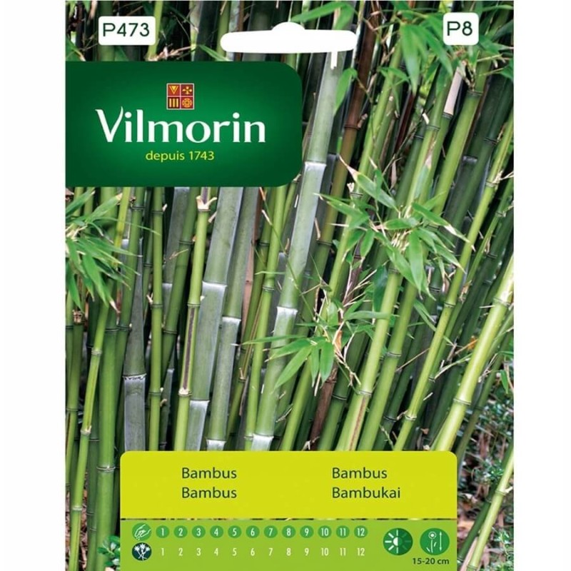 Bambus mrozoodporny (Phyllostachys) nasiona 1g (3).jpg