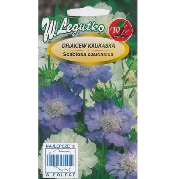 Driakiew kaukaska, niebieska nasiona (1).jpg
