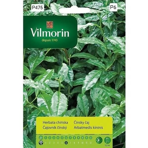 Herbata chińska (Camellia sinesis) nasiona (1).jpg