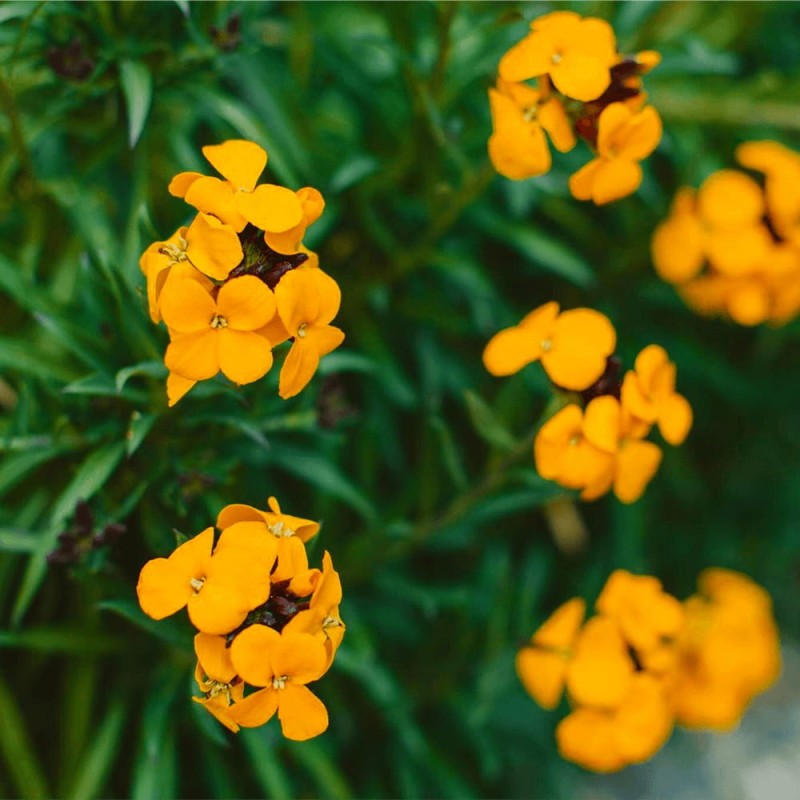 Lak syberyjski, pomarańczowy nasiona 1g (1).jpg