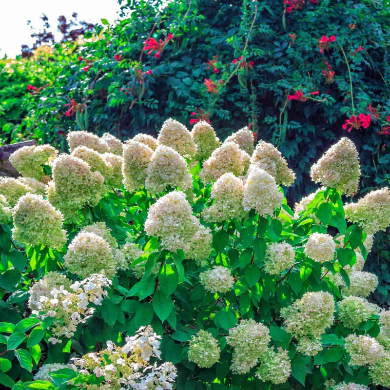 Hortensja Bukietowa silver dollar Hydrangea paniculata Sadzonki
