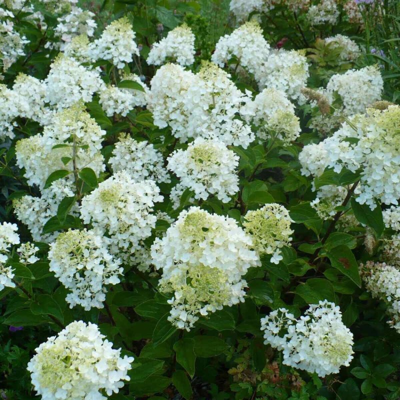 Hortensja Bukietowa silver dollar uprawa