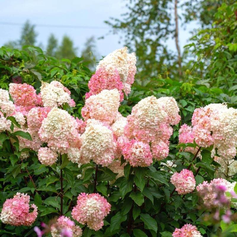 Hortensja Bukietowa Sundae Fraise co ile sadzić