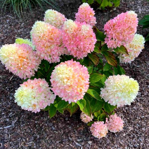 Hortensja bukietowa SUNDAY FRAISE® miniaturowa sadzonka C3