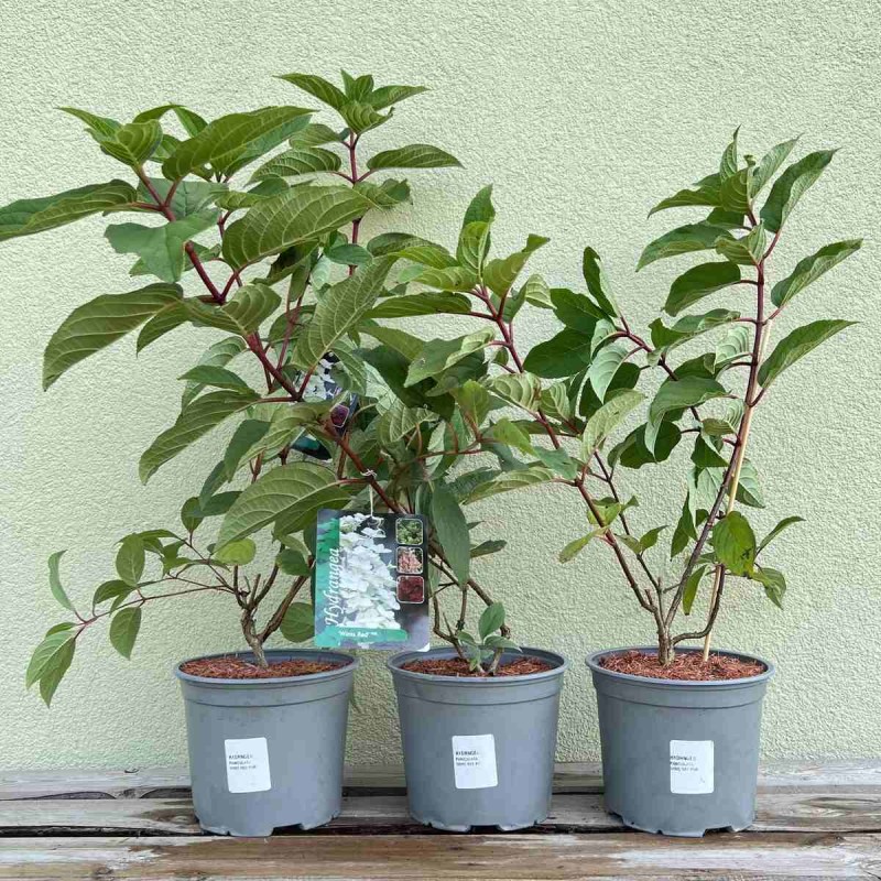 Hortensja bukietowa Wims Red duza sadzonka cena