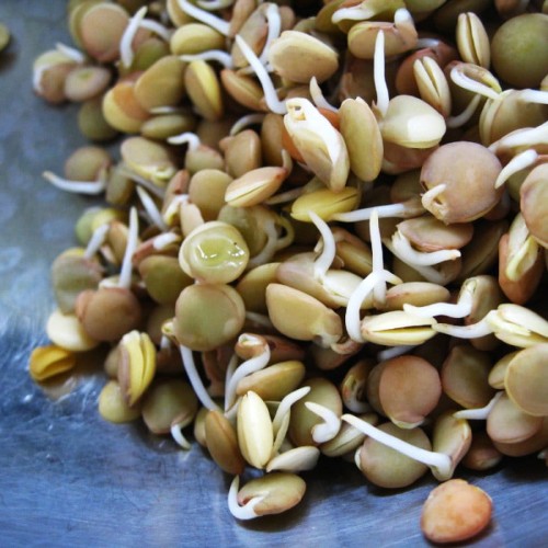 BIO Soczewica - nasiona na kiełki ekologiczne 30g