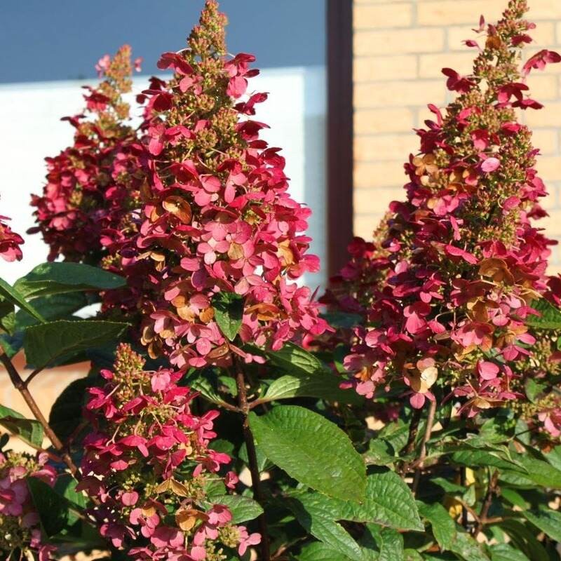 Hortensja bukietowa Wims Red  Hydrangea paniculata uprawa