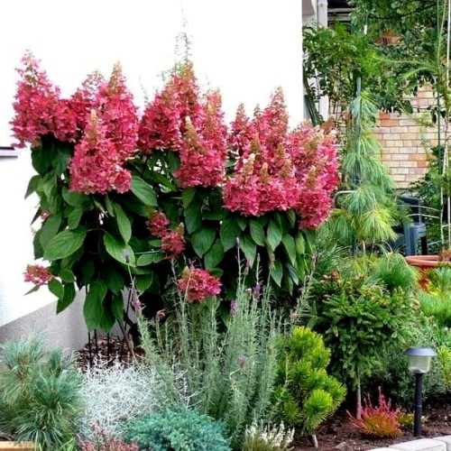 Hortensja bukietowa WIMS RED ® sadzonka C2/C3