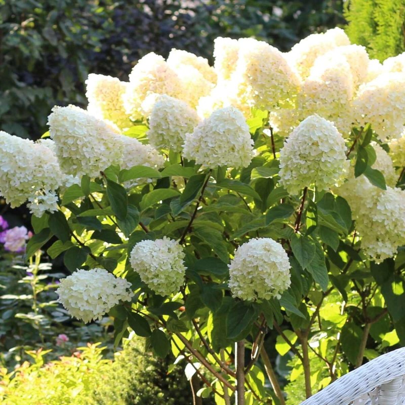 hortensja bukietowa polar bear c11 łatwa w uprawie