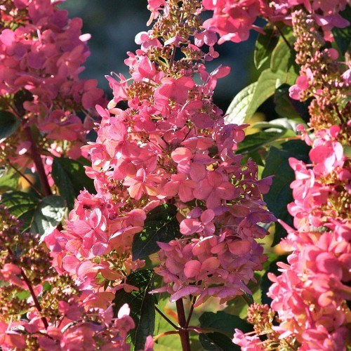 Hortensja bukietowa PINK DIAMOND sadzonka C3