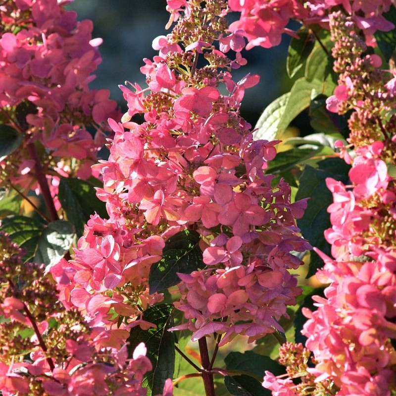 hortensja bukietowa pink diamond w donicy