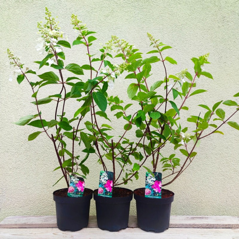 hortensja bukietowa pink diamond sadzonki cena