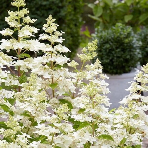 Hortensja Bukietowa confetti przycinanie