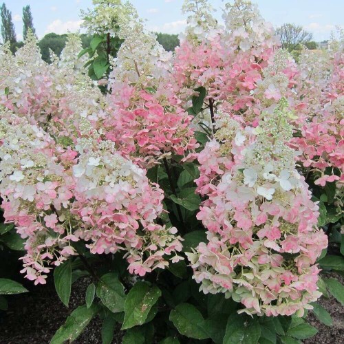 Hortensja bukietowa CONFETTI PBR sadzonka C3