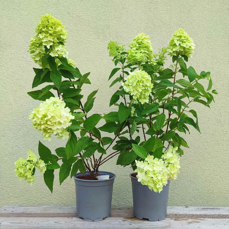 Hortensja bukietowa Mojito duże sadzonki sklep