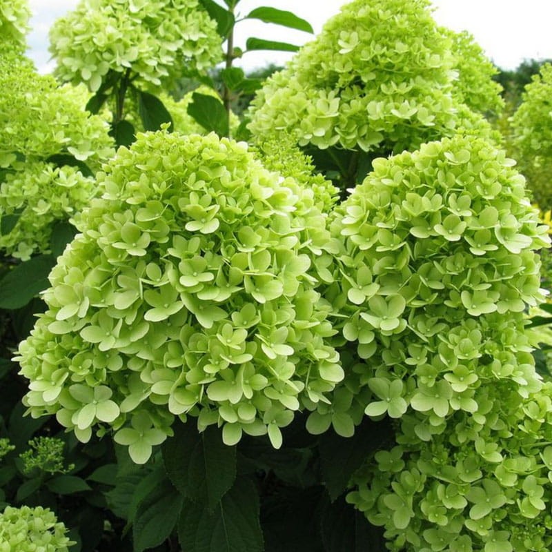 Hortensja Bukietowa MOJITO (Hydrangea paniculata) Sadzonka C3