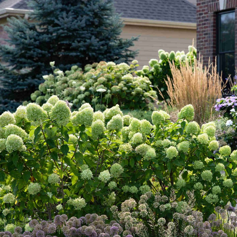 hortensja bukietowa limelight duza sadzonka c11 zimowanie