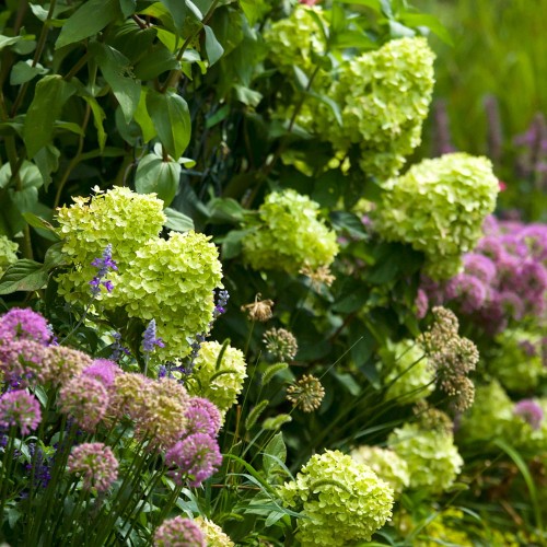 Hortensja bukietowa LIMELIGHT 4 letnia sadzonka XXL- C11