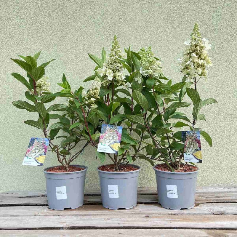 Hortensja Bukietowa confetti sadzonka cena