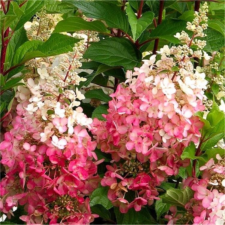 Hortensja Bukietowa Pinky Winky Hydrangea paniculata c5 cięcie