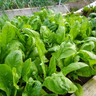 BIO Szpinak WINTERREUZEN nasiona ekologiczne 10g