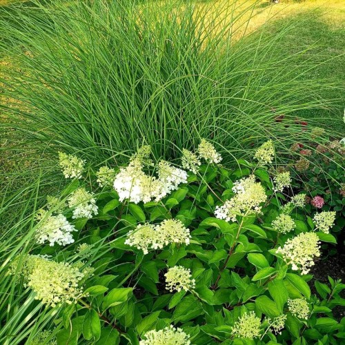 Hortensja bukietowa LITTLE LIME ® miniaturowa sadzonka C5