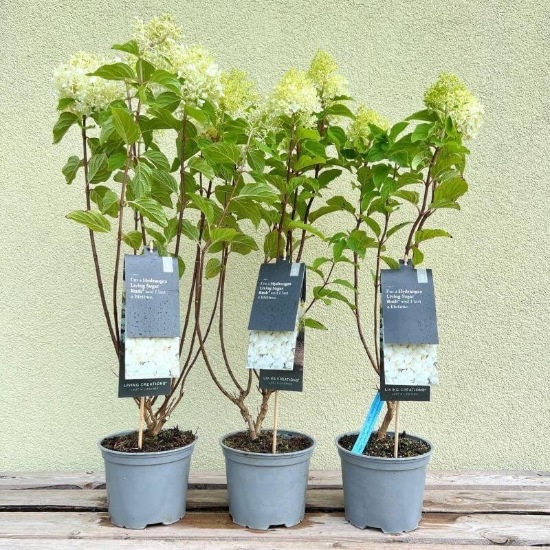 Hortensja bukietowa LIVING SUGAR RUSH Sadzonka w donicy 3l