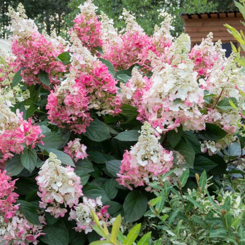 Hortensja bukietowa PINKY WINKY sadzonka C1