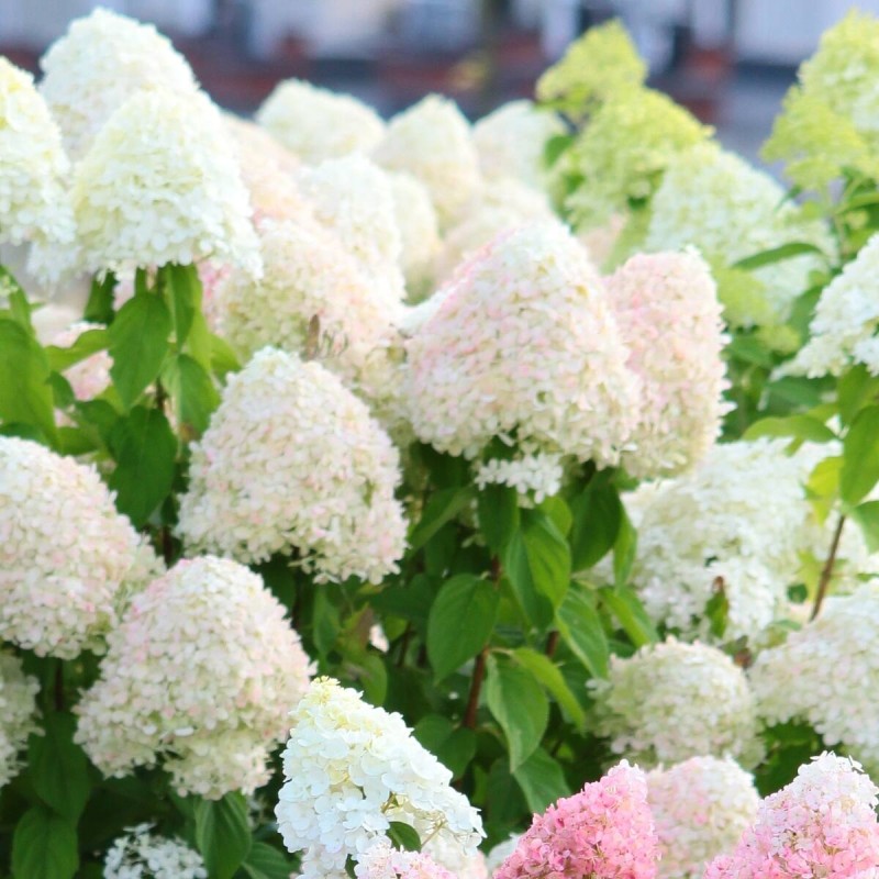 Najładniejsza hortensja bukietowa LIVING SUGAR RUSH